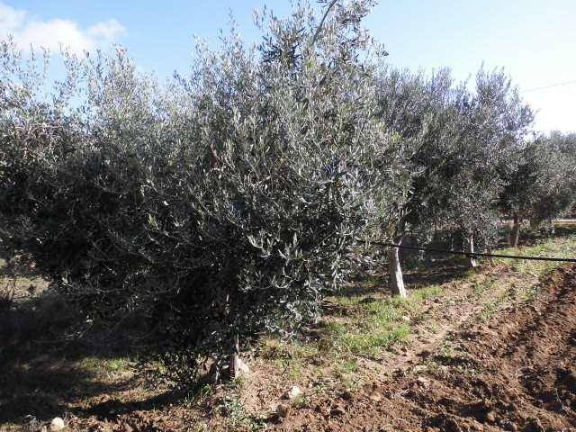 Terreno a Agrigento in via - Foto 5