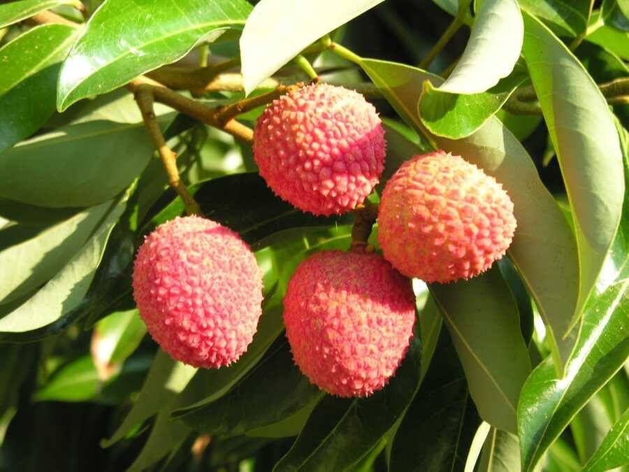 Villa a Ricadi - Foto 3