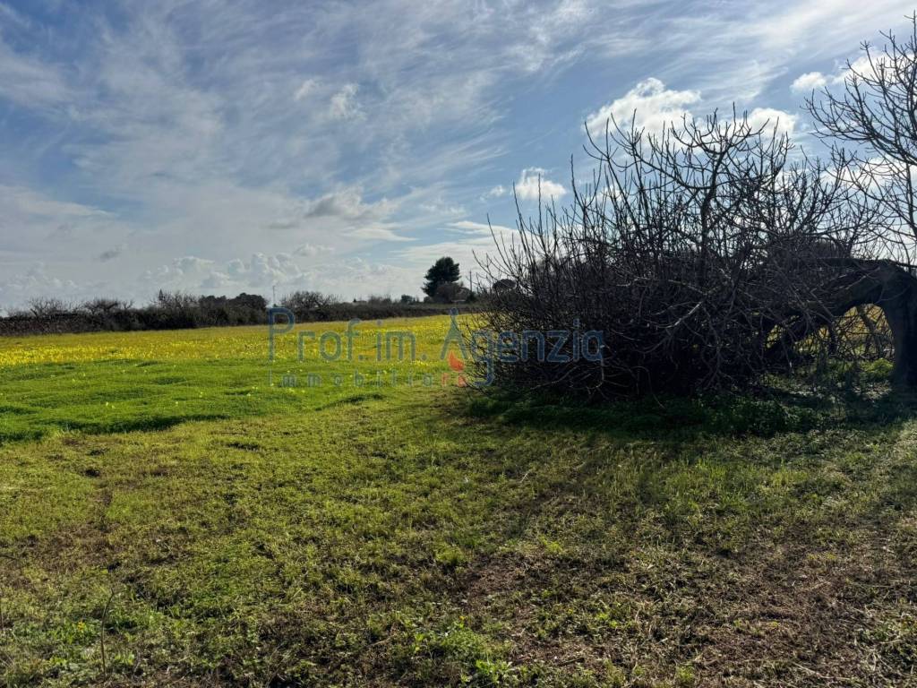 Terreno a Carovigno - Foto 4