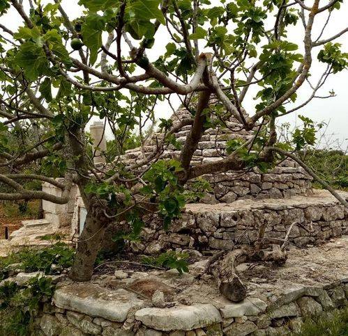 Terreno a Sammichele di bari in Contrada Macchia Caruso - Foto 5