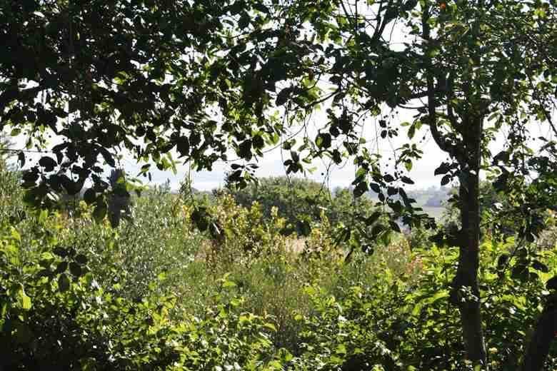 Rustico / casale a Castiglione del lago - Foto 3