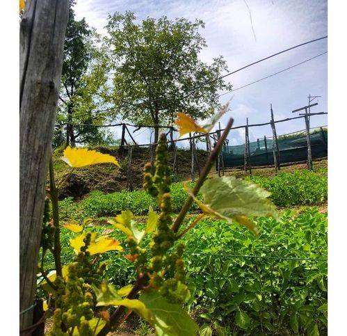 Rustico / casale a Coreglia antelminelli - Foto 2