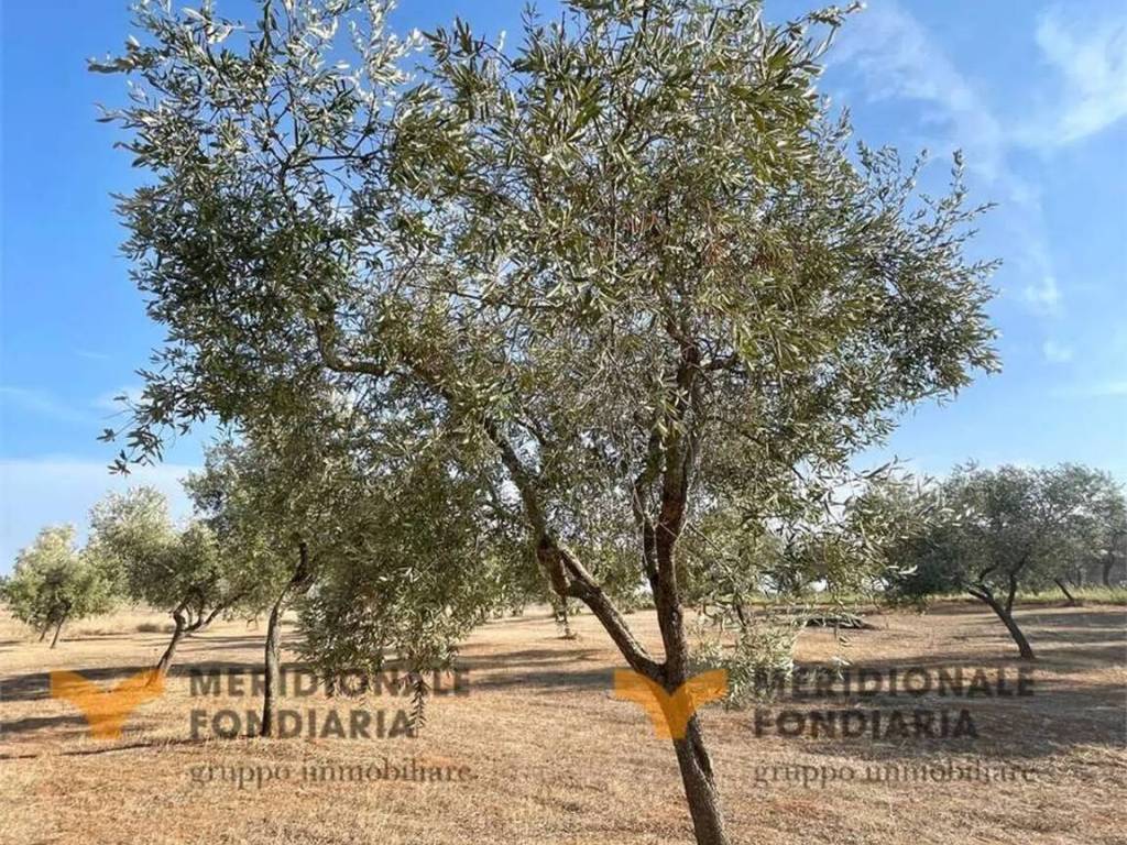 Terreno a Trepuzzi in Via Europa - Foto 5