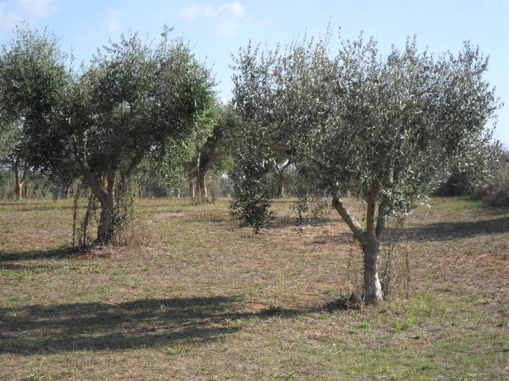 Terreno a Tricase in Ctr Messere Lupo - Foto 3