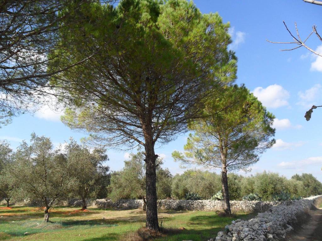 Terreno a Tricase in Ctr Messere Lupo - Foto 4