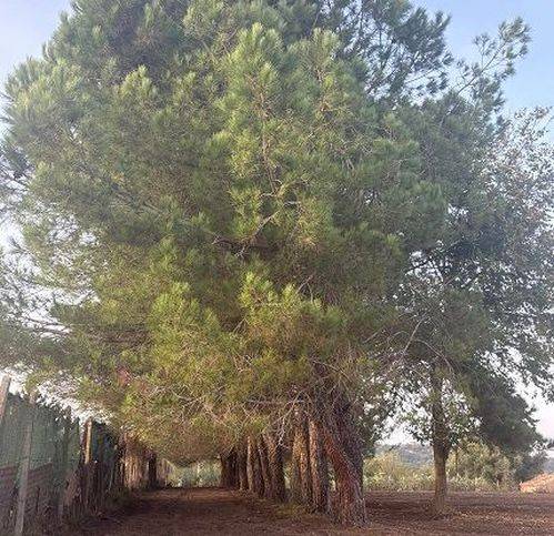 Terreno a Sant'onofrio in Strada Provinciale 4 - Foto 5