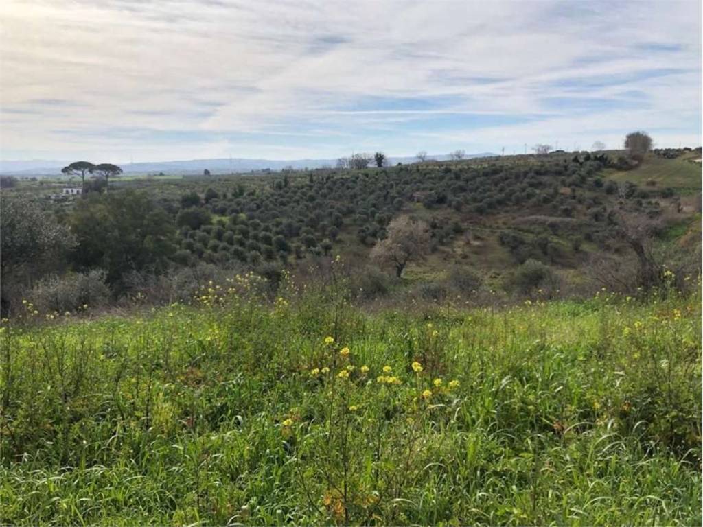 Terreno a San martino in pensilis in Provinciale 136, 0 - Foto 3