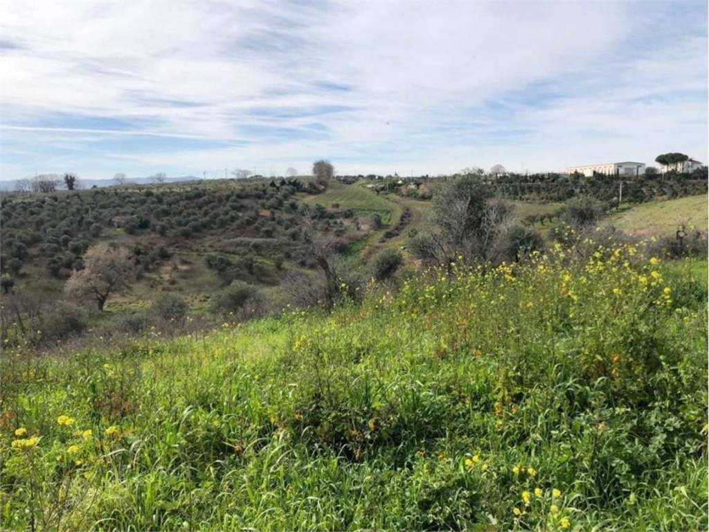 Terreno a San martino in pensilis in Provinciale 136, 0 - Foto 5