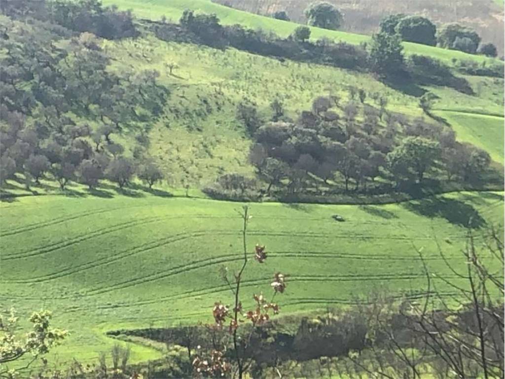 Terreno a Guglionesi in Petriglione, 0 - Foto 3