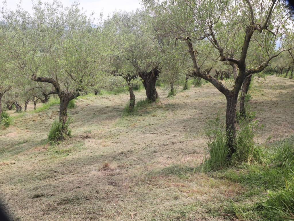 Terreno a Frasso telesino - Foto 2