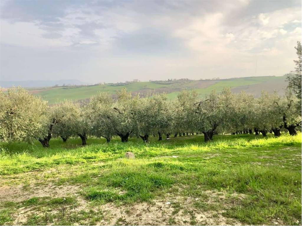 Terreno a Guglionesi in Contrada Solagne Grandi - Foto 2