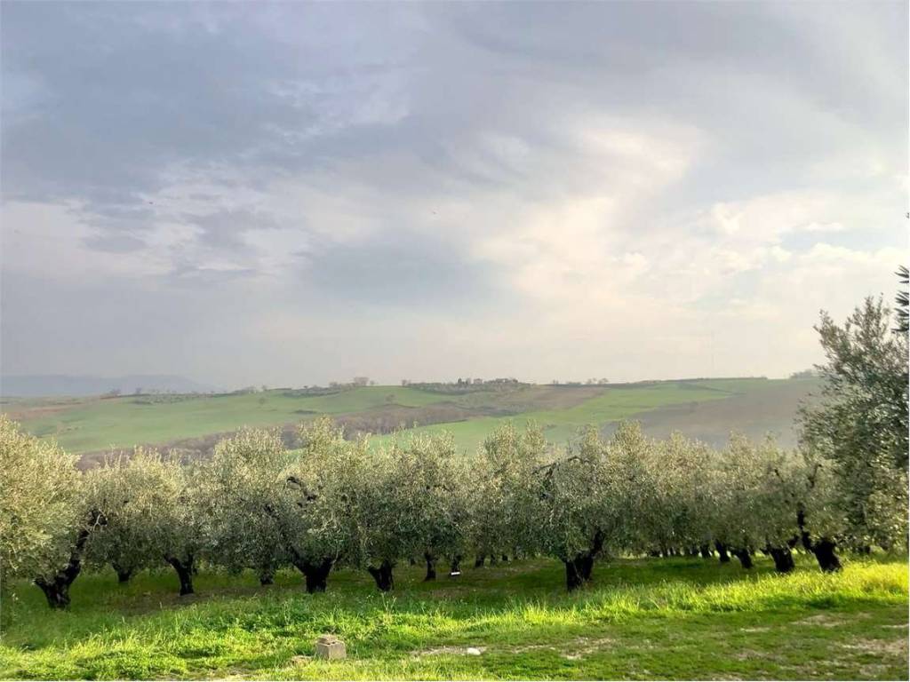 Terreno a Guglionesi in Contrada Solagne Grandi - Foto 4