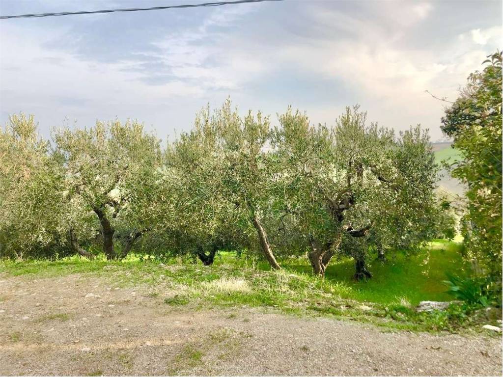 Terreno a Guglionesi in Contrada Solagne Grandi - Foto 5