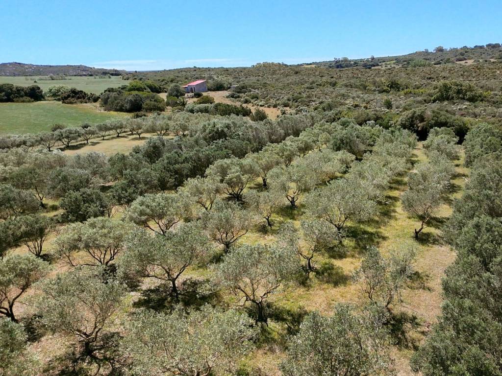 Terreno a Calasetta - Foto 3