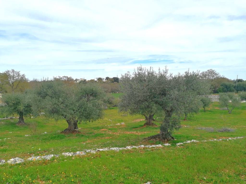 Terreno a Cisternino in Contrada Marinelli - Foto 5