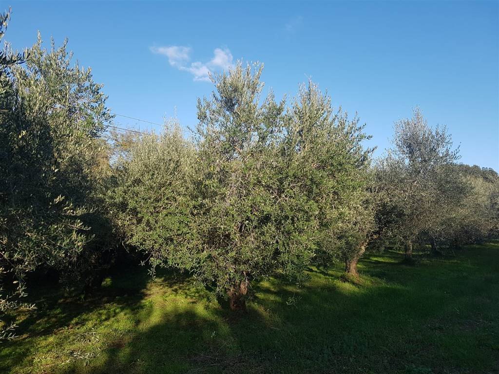 Terreno a Gavorrano - Foto 2