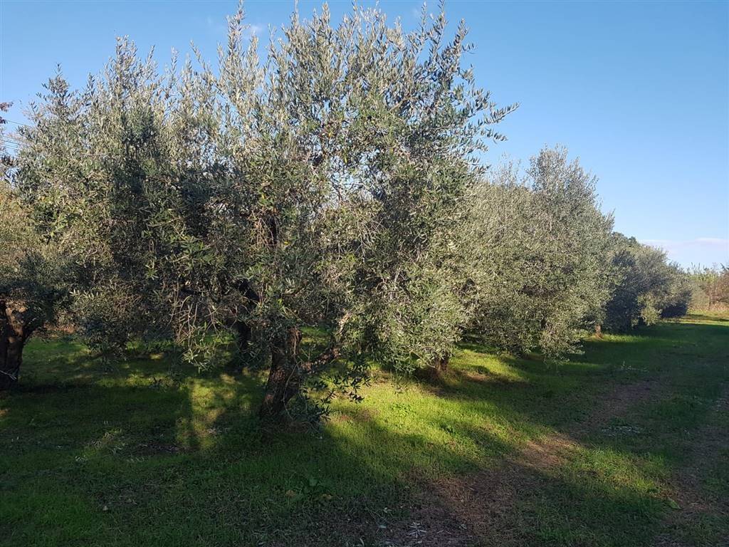 Terreno a Gavorrano - Foto 3