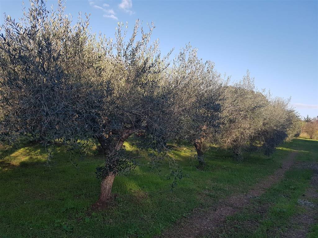 Terreno a Gavorrano - Foto 4