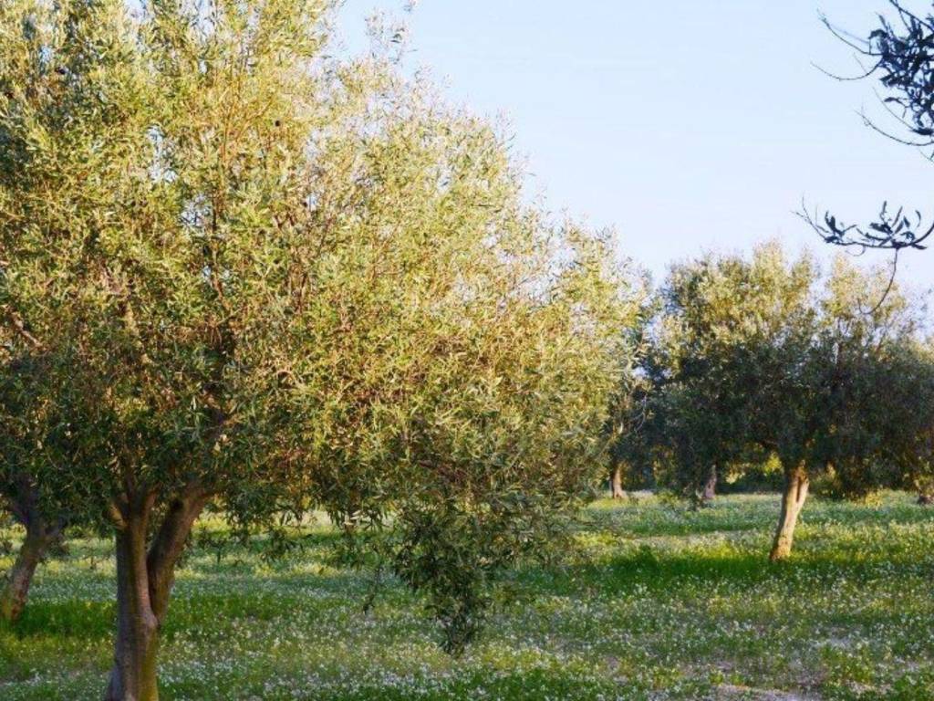 Terreno a Noto in SP 19, 96017 Noto s.n.c - Foto 2