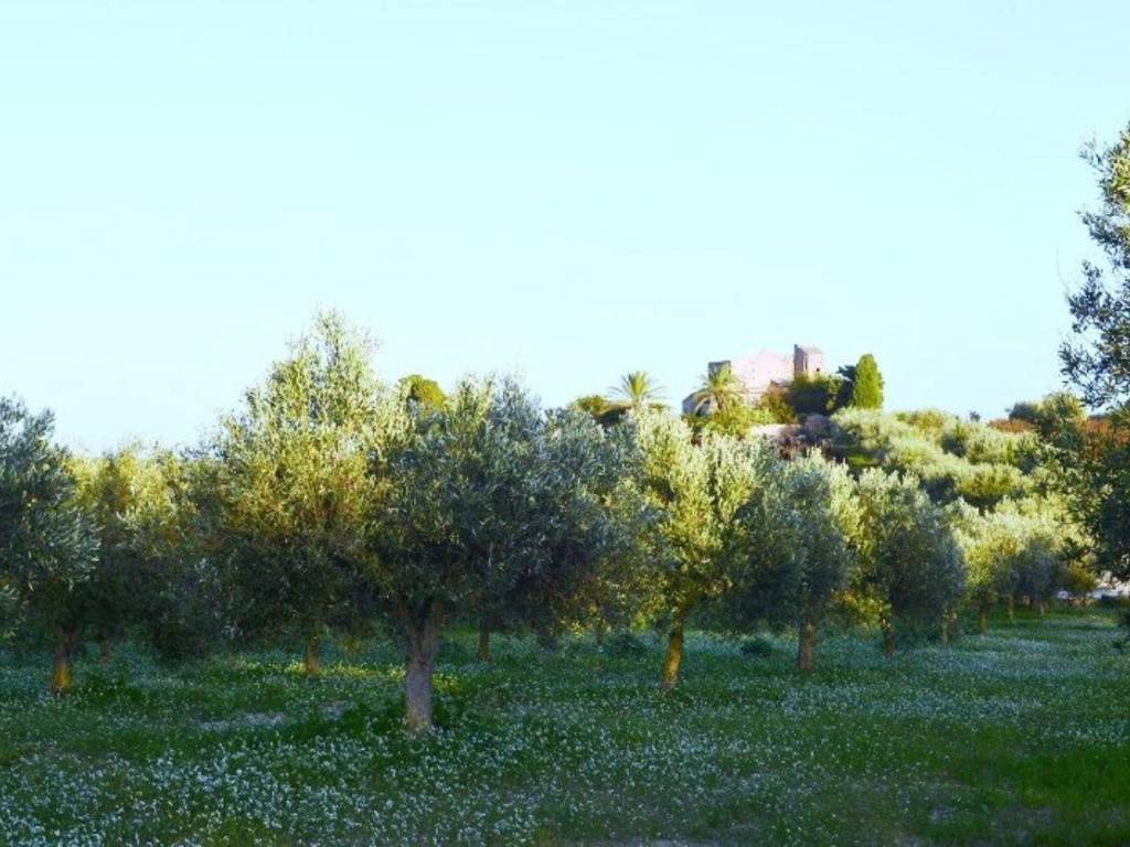 Terreno a Noto in SP 19, 96017 Noto s.n.c - Foto 4