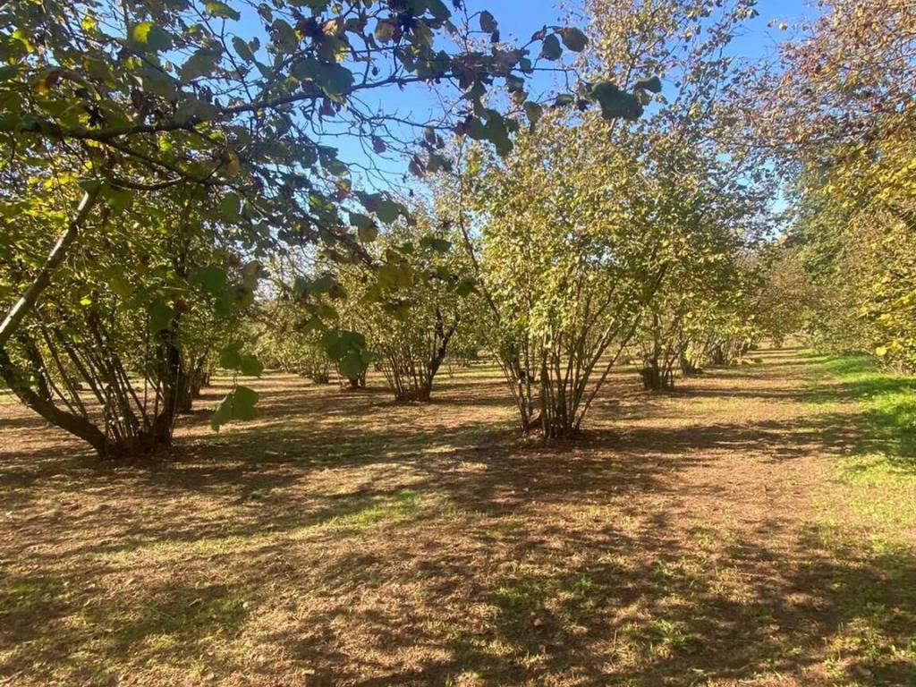 Terreno a Sutri - Foto 2