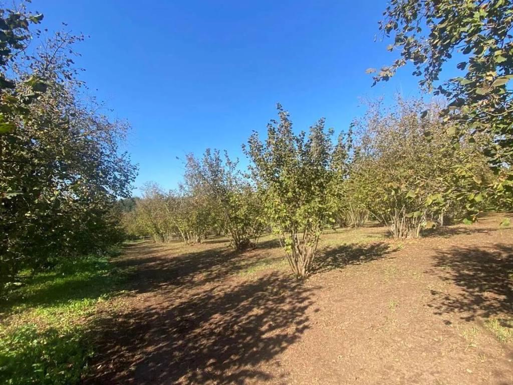 Terreno a Sutri - Foto 5