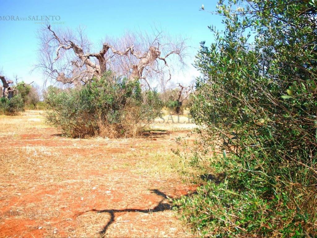 Terreno a Corsano in SP 187 - Foto 3