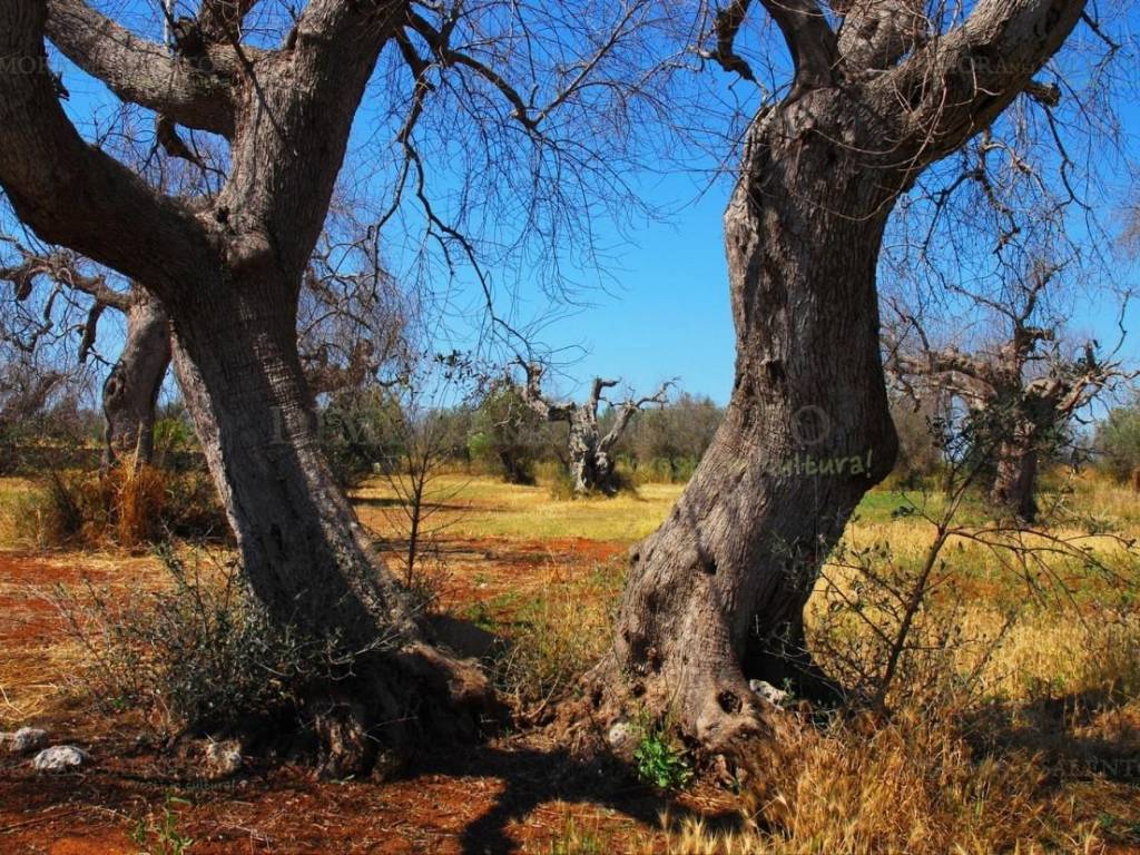 Terreno a Corsano in SP 187 - Foto 4