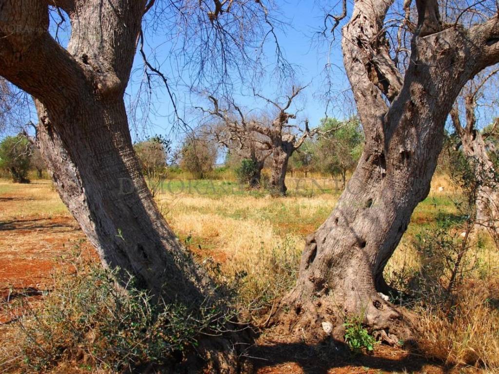 Terreno a Corsano in SP 187 - Foto 5