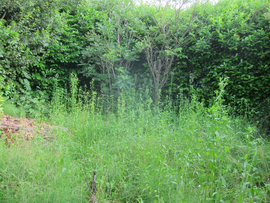 Rustico / casale a Ternate - Foto 5