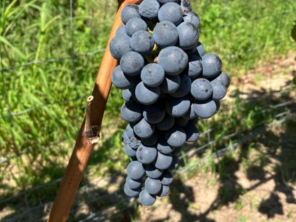 Terreno a Nova ponente - Foto 3