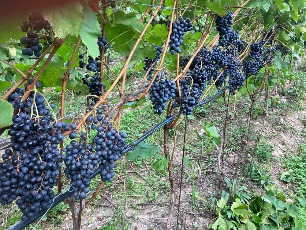 Terreno a Nova ponente - Foto 4