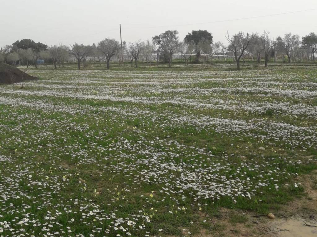 Terreno a Pula in Pula - Foto 4