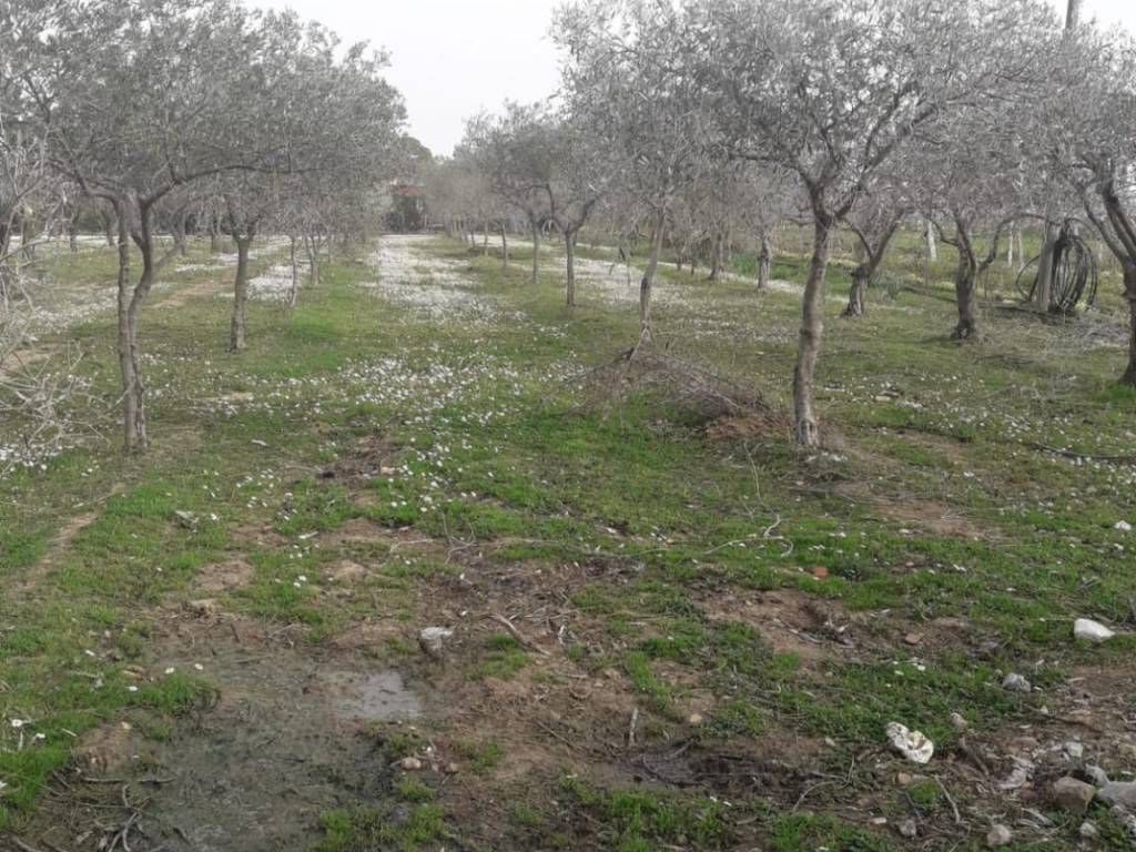 Terreno a Pula in Pula - Foto 5