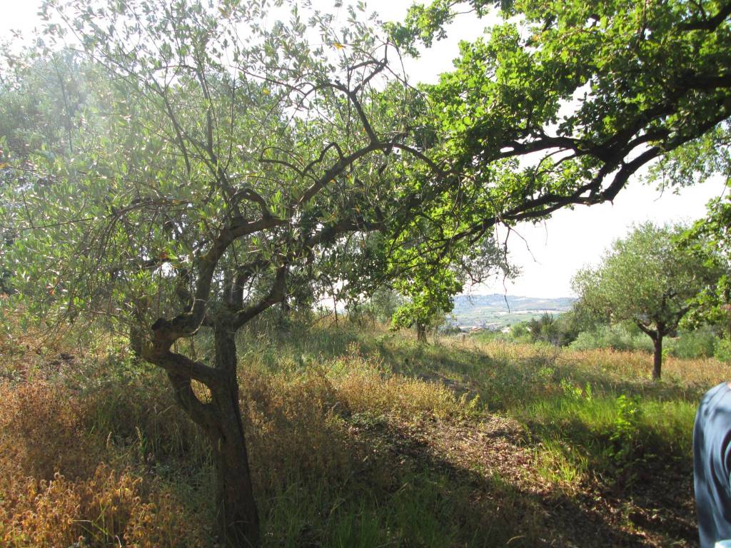 Terreno a Montesilvano - Foto 2