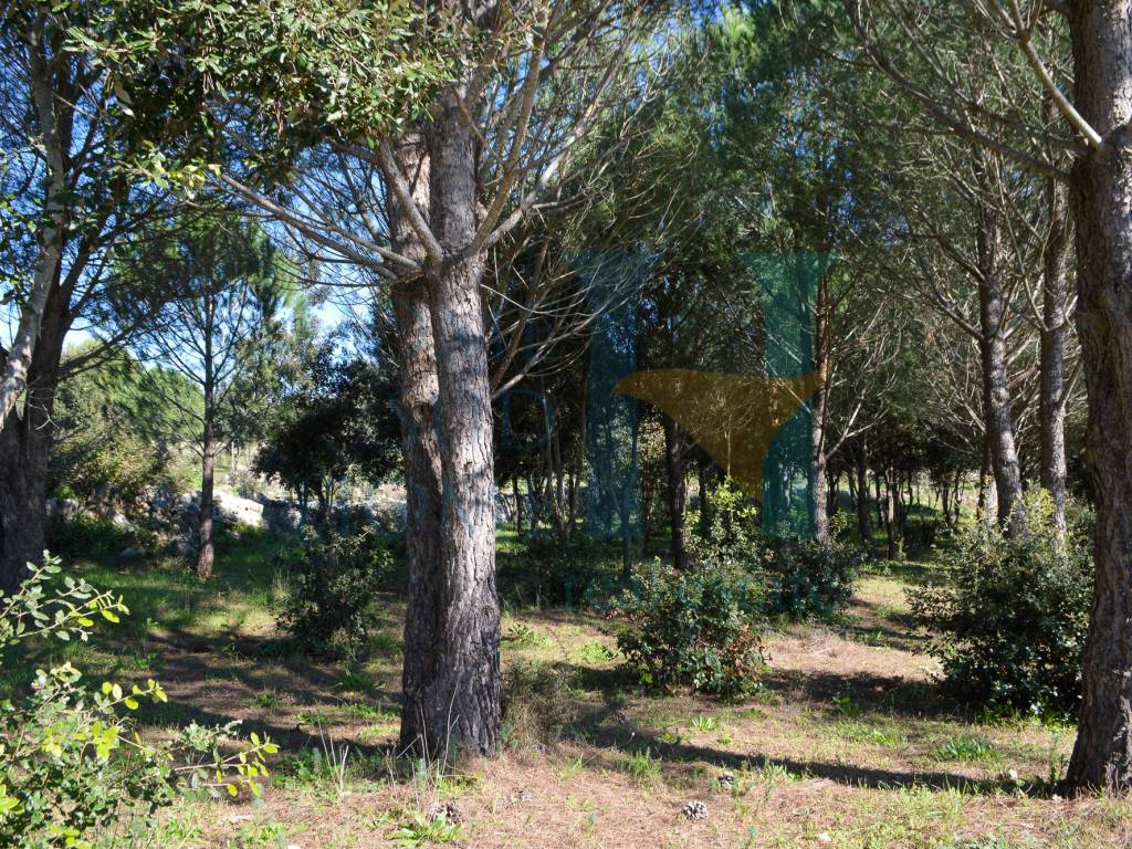 Rustico / casale a Noto in Via Tommaso Fazello, 228 - Foto 3