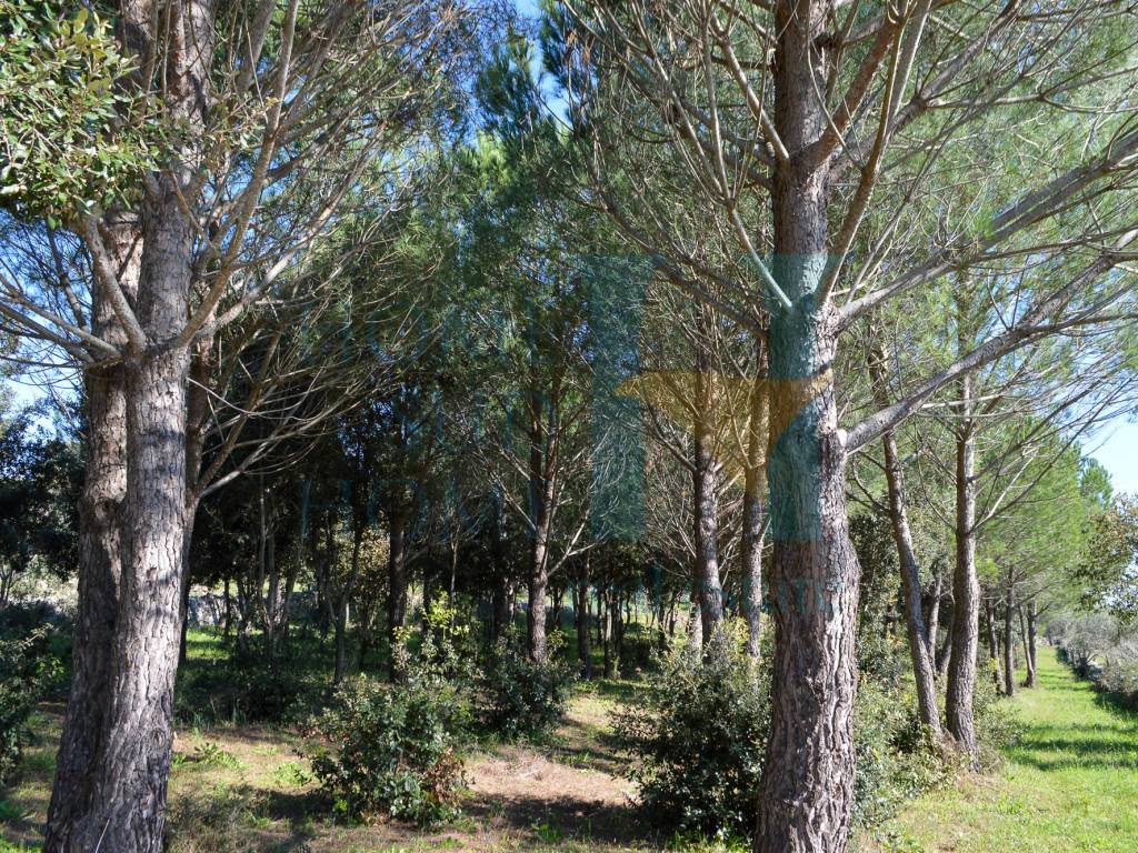Rustico / casale a Noto in Via Tommaso Fazello, 228 - Foto 4