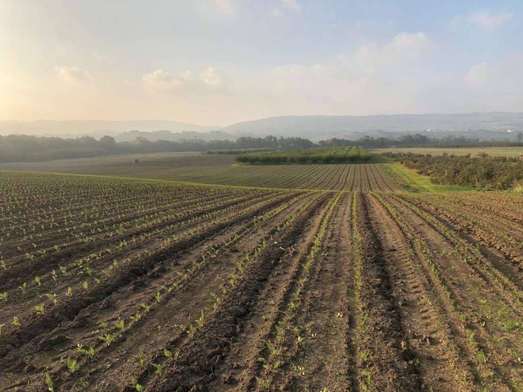 Terreno a Portocannone - Foto 4