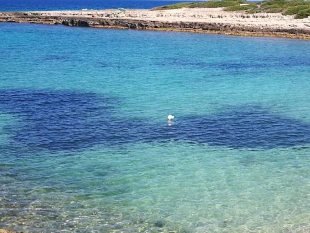 Villa a Ostuni in Contrada Traetta Grande - Foto 5