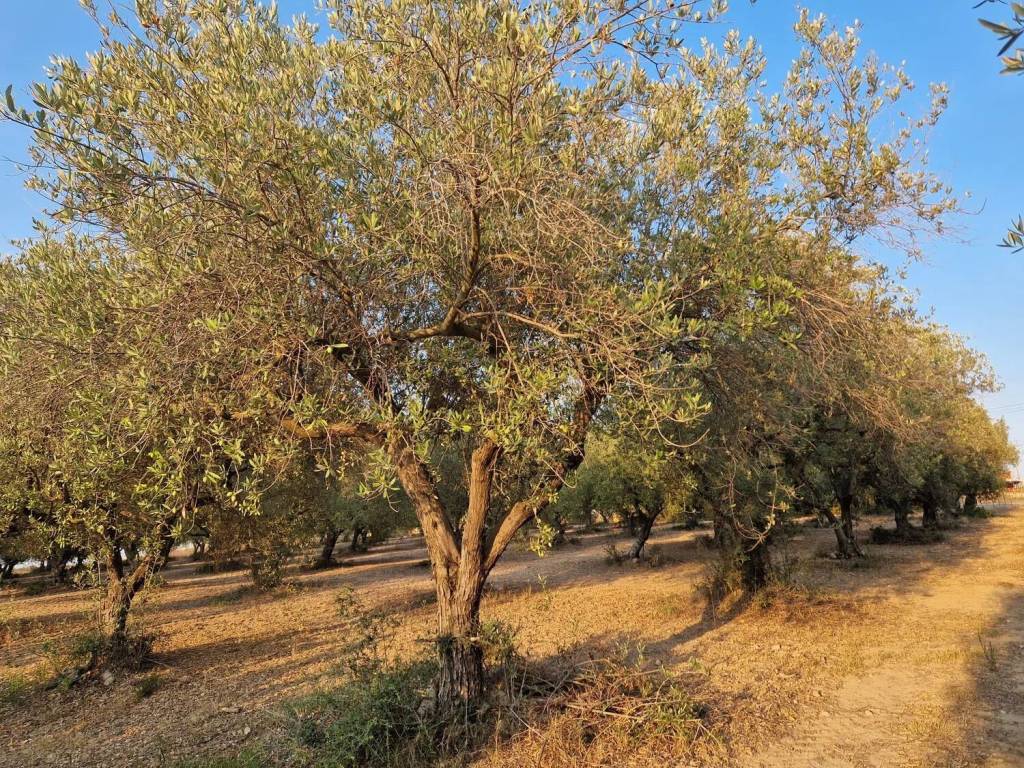 Terreno a Pachino in Carrata S.N.C. - Foto 2