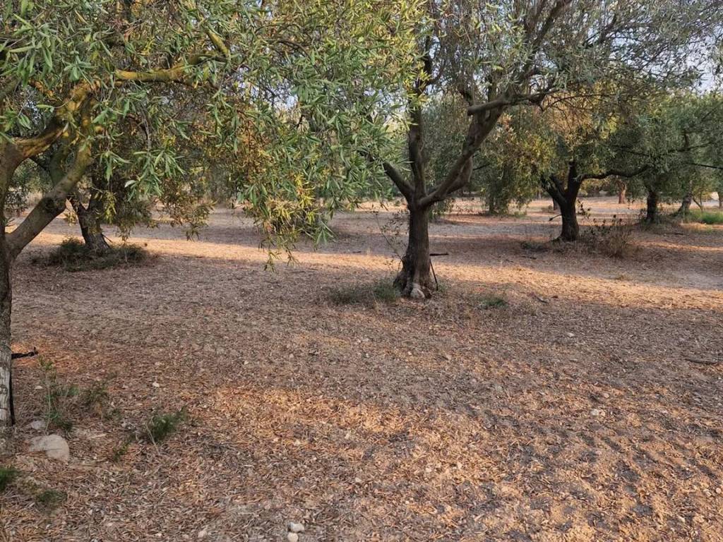 Terreno a Pachino in Carrata S.N.C. - Foto 3