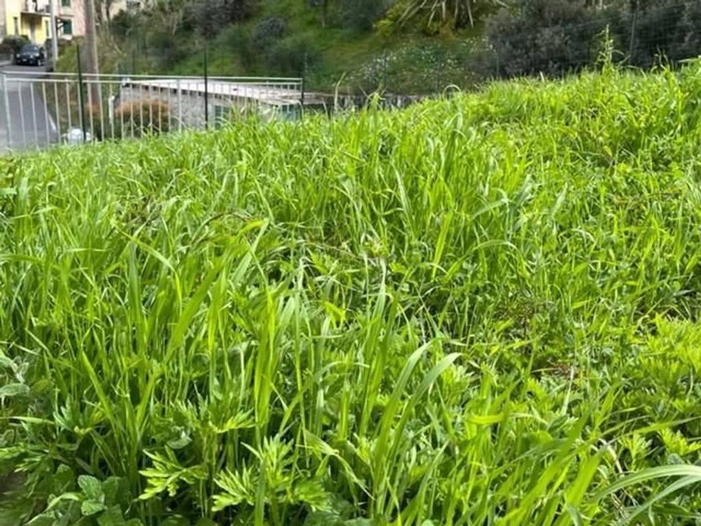 Villa a Ameglia in Via Pisanello - Foto 3