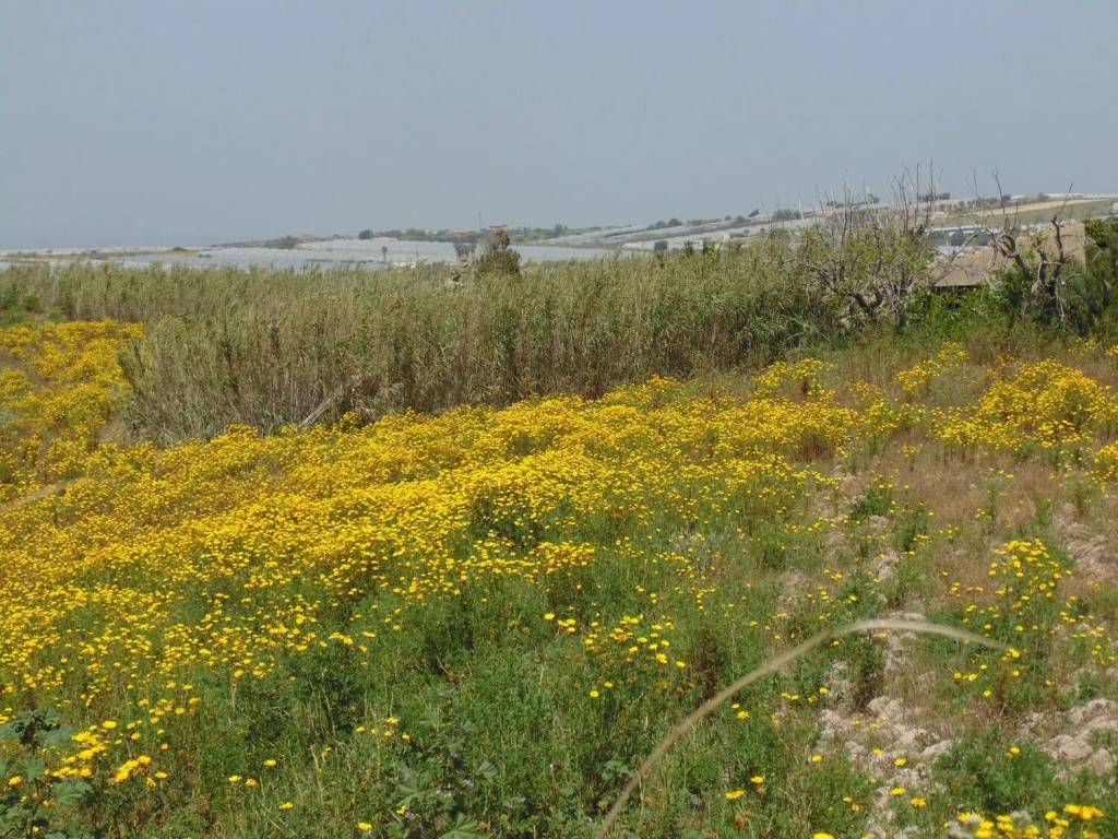 Terreno a Pachino in Contrada Baronello S.N.C. - Foto 3
