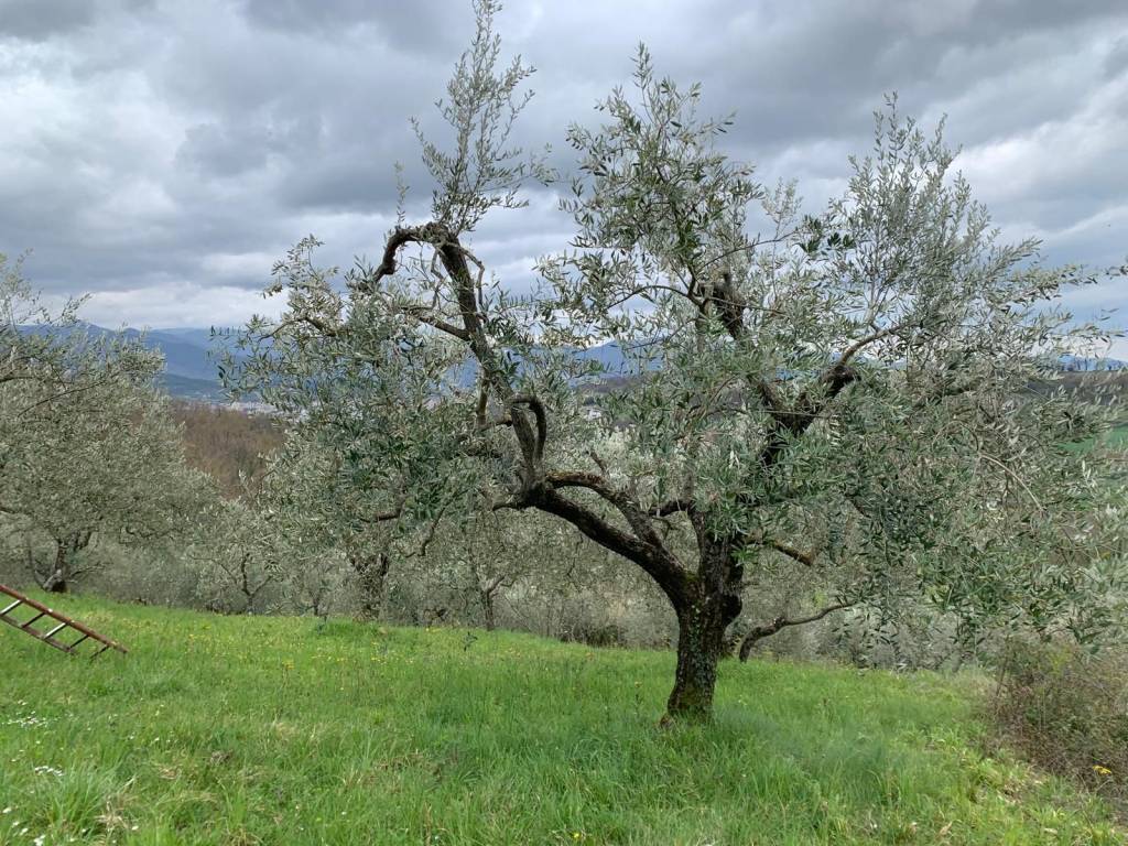 Terreno a Miranda in Strada Interpoderale Vignalete - Foto 2