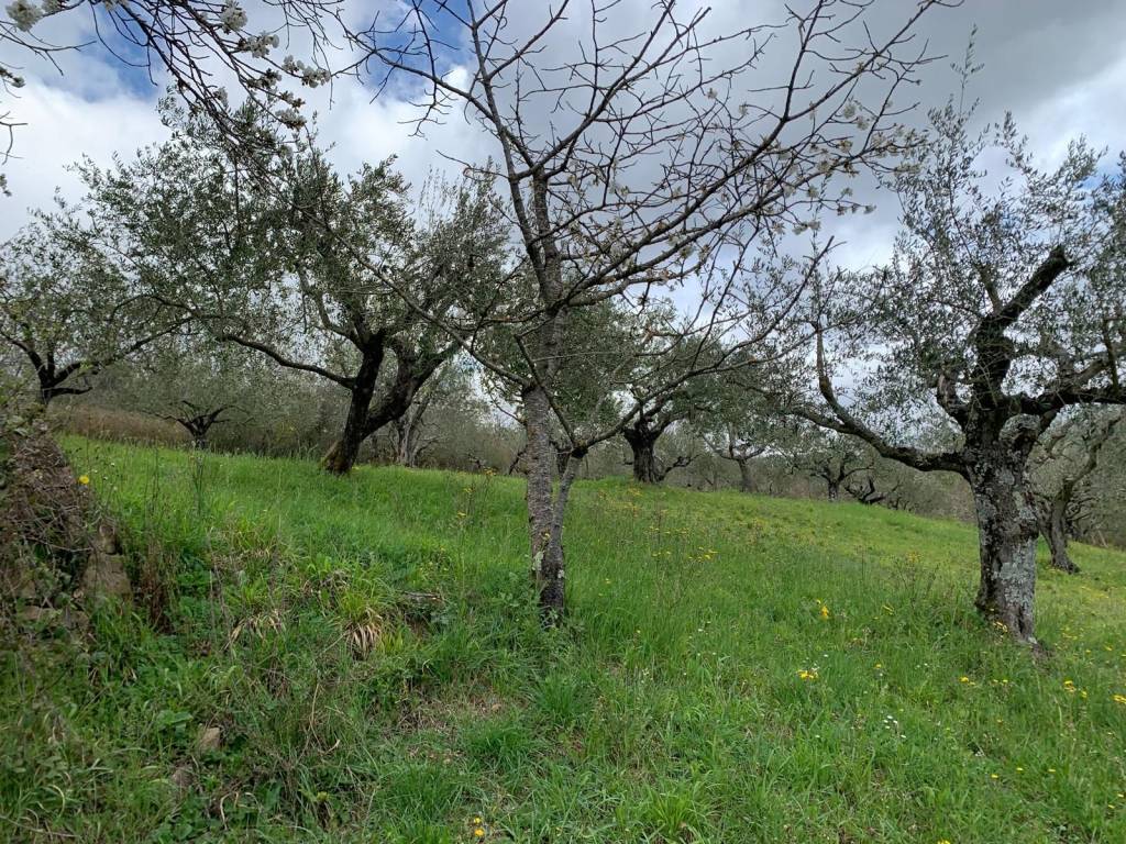 Terreno a Miranda in Strada Interpoderale Vignalete - Foto 3