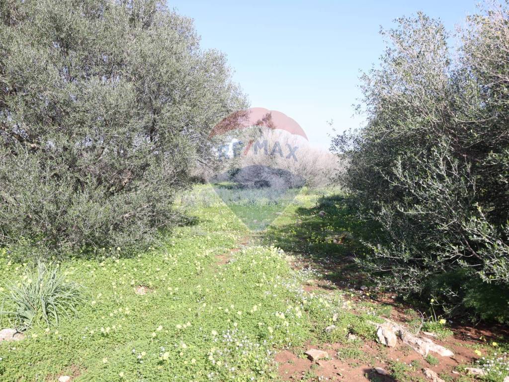 Terreno a Cinisi in Contrada Feudo Orsa - Foto 3