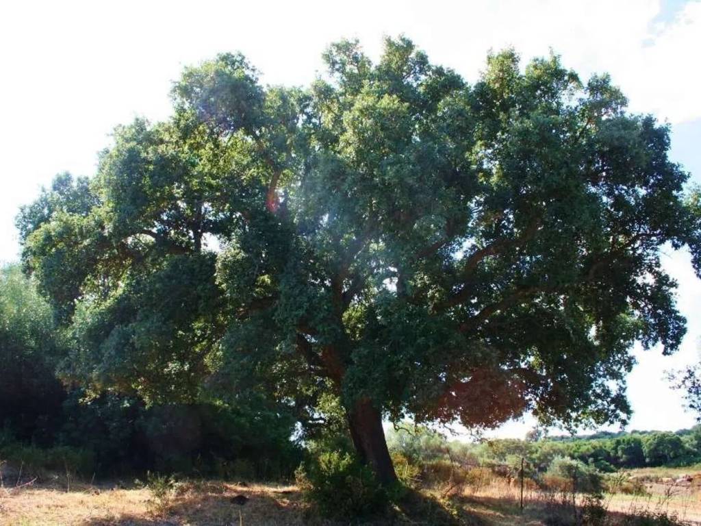 Terreno a Telti - Foto 2