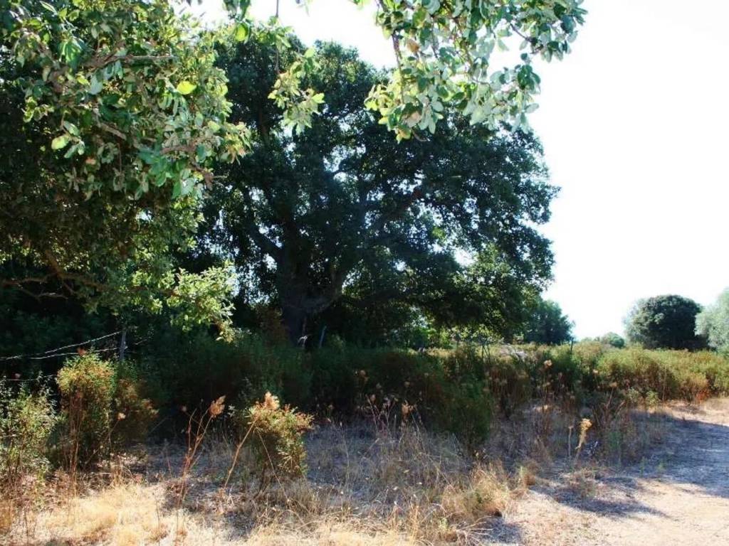 Terreno a Telti - Foto 3