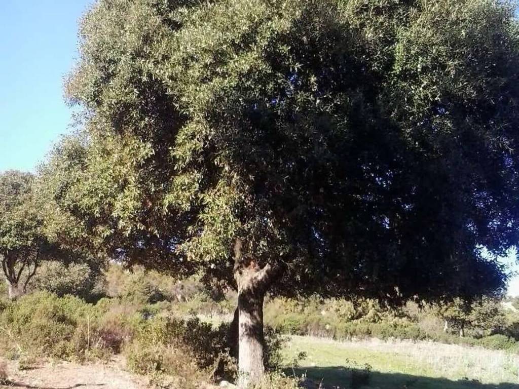 Terreno a Sant'antonio di gallura - Foto 4