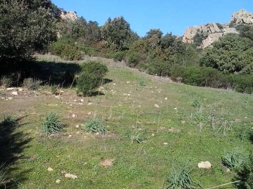 Terreno a Sant'antonio di gallura - Foto 5